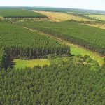 Carvão vegetal os seus desafios e oportunidades
