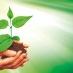Nutrição e proteção de mudas florestais com cupinicida + MAP