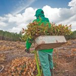 Biocarvão para nutrição das florestas