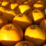 Exportação de frutas cresce 20% e incentiva ainda mais o mercado