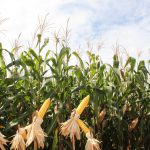 Corteva Agriscience apresenta lançamentos para a cadeia de distribuição