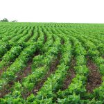 Ourofino Agrociência se fortalece no mercado de pastagem