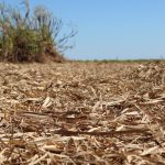 A remoção da palha de cana-de-açúcar dobrará a demanda de fertilizantes