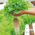 Fertirrigação inteligente para hidroponia