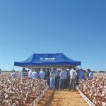 Algodão com alta produtividade e qualidade de fibra