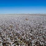 FMC apresenta soluções inovadoras para cotonicultura no 12ª CBA