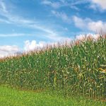 Qual a hora certa de utilizar os Aminoácidos?