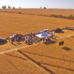 Tecnologias para aumentar a produção de trigo no Cerrado