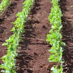 Nova tecnologia contra ferrugem e nematoides