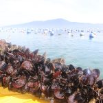 Estudo da Epagri comprova presença de espécie de mexilhão invasora