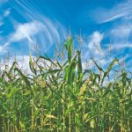 Ácidos húmicos e insumos biológicos na agricultura