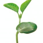 Fertilizantes organominerais e sua aplicação na agricultura