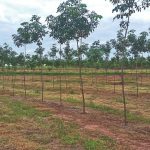 Drones na heveicultura é o futuro no presente do campo