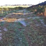 Como evitar prejuízos durante geadas?