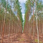 Lei de Proteção da Vegetação Nativa