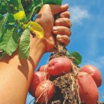 Bioestimulantes: Batata agradece aplicação