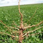 Cuidados na germinação aumentam produtividade?