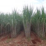 Fertiláqua alia complexo nutricional com bioestimulantes