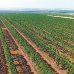 Nutrição foliar corrige deficiências quase que imediatamente