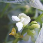 Algas marinhas proporciona mais floração e produção de feijão