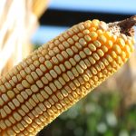 A produtividade do milho depende de nutrientes bem aplicados?