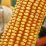 A escolha do ciclo do híbrido de milho