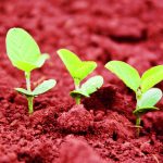 Novo biostimulante da Green Has Brasil