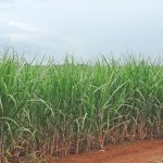Gessagem em cana proporciona melhoria do ambiente radicular
