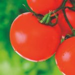 Ácidos húmicos: Mais disponibilidade de nutrientes ao tomateiro