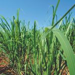 Azospirillum e suas vantagens para a cana-de-açúcar