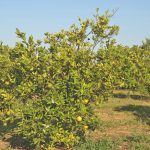 GRANBLACK: A solução no controle do Greening