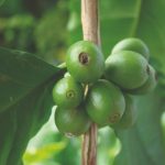 Prevenção e combate à broca-do-café