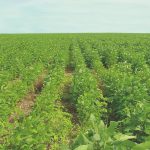 Ocorrência e controle de nematoides