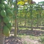 Quais as inovações no cultivo do mamão?