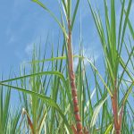 Como utilizar fertilizantes organominerais na cana-de-açúcar?