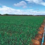 Como a fertirrigação pode ajudar sua produção de cebola?