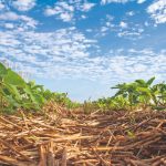 Qual o poder do bioestimulantes na agricultura?