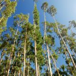 Florestas plantadas são aliadas no combate às mudanças climáticas?