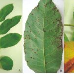 Quais as doenças que atingem a nogueira-pecã?