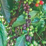 Como identificar a mancha de phoma no cafeeiro?