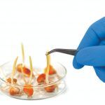 O vigor e o desempenho das sementes de soja