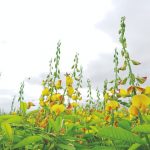 Adubação verde combate os nematoides?