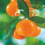 Ácidos húmicos e fúlvicos: A resposta na citricultura