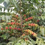 Cooxupé realiza exportação histórica: 80 mil sacas de café em um dia
