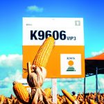 Híbrido de milho da KWS Sementes é o 1° colocado no Ensaio de milho verão da Coopavel