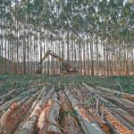 Qual a influência da densidade de plantio na produção madeireira?