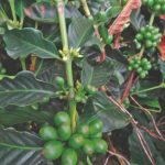 Florada e frutos ao mesmo tempo no café?