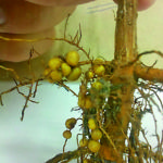 Fixação de nitrogênio e aumento da fertilidade do solo