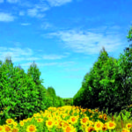 Silício no controle de nematoides em sistemas ILPF