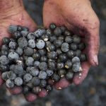 Nova cultivar de açaizeiro vai manter fornecimento do fruto o ano todo